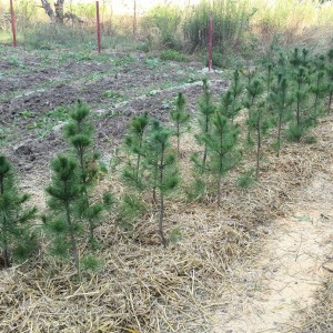 Саженец кедра Сибирского 20-40 см