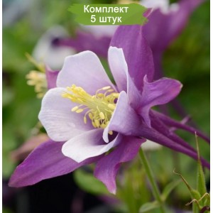Саженцы аквилегии Эрли Берд Пурпл Вайт (Early Bird Purple White) -  комплект 5 шт.