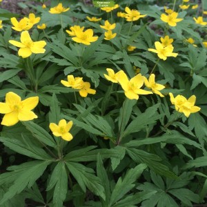 Луковицы анемоны Весенниковая -  комплект 5 шт.