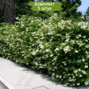 Саженцы бирючины обыкновенной -  комплект 5 шт.