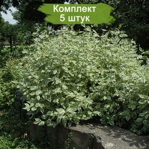 Саженцы дерена Крим Крекер (Cream Cracker) -  комплект 5 шт.