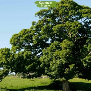 Саженцы дуба Каштанолистного от 150 см -  комплект 5 шт.