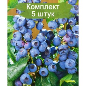 Комплект 5шт
 / Голубика Ханнас Чойс