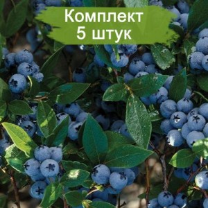 Саженцы голубики Конкорд (Concord) -  комплект 5 шт.