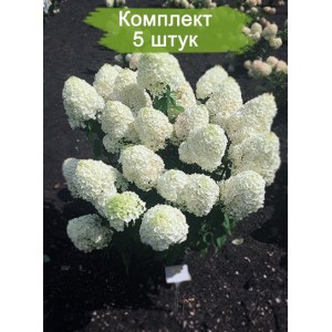 Саженцы гортензии метельчатой Саммер Сноу (Summer Snow) -  комплект 5 шт.