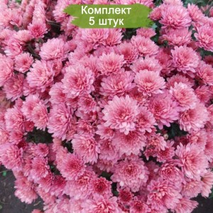 Саженцы сиреневой хризантемы мультифлоры Сунд Маджента (Sund Magenta) -  комплект 5 шт.
