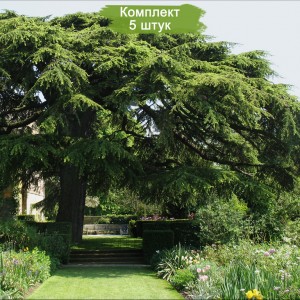 Саженцы кедра Ливанского  100-150 см -  комплект 5 шт.