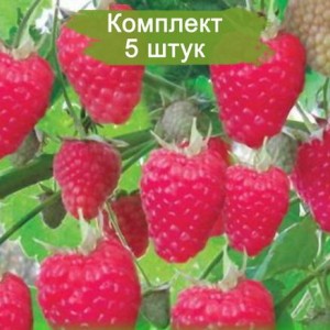 Саженцы ремонтантной малины Жар Птица (Красная) -  комплект 5 шт.