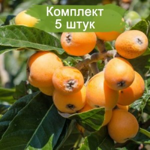 Саженцы мишмулы Японская -  комплект 5 шт.