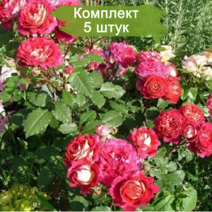 Саженцы шраб розы Доктор Массад (Docteurs Massad) -  комплект 5 шт.