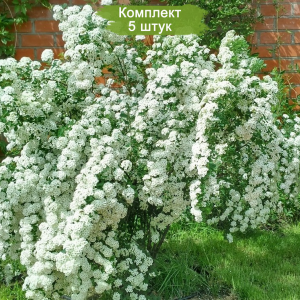 Саженцы Спиреи ВанГутта (Vanhouttei) -  комплект 5 шт.