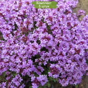 Саженцы тимьяна (чабреца) ползучего -  комплект 5 шт.