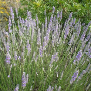 Саженец лавандина Ричард Грей (Richard Grey)