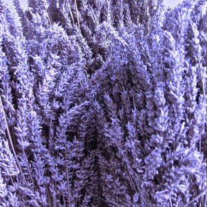 Саженец лавандина Сойерс (Sawyers)