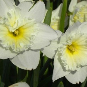 Луковица нарцисса Айс Фоллис (Ice Follies) белый