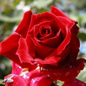 Саженец чайно-гибридной розы Дам де Кер (Dame de Coeur)