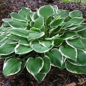 Саженец хосты гибридной Франсе (France)