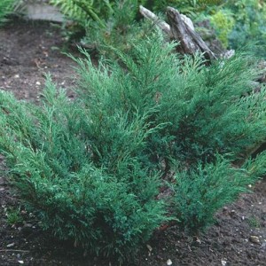 Саженец можжевельника стелющегося Казацкого (15-30 см)