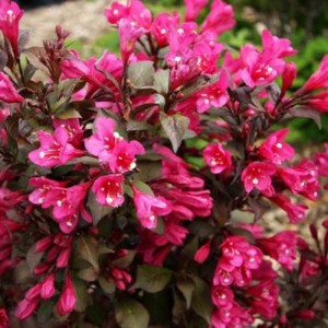 Саженец вейгелы садовой Минор Блэк (Minor Black)