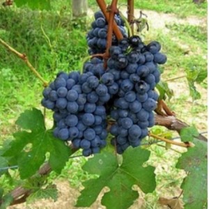 Виноград Барбера