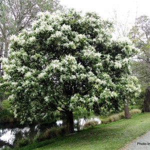 Саженец ясеня Белого (40-60 см)