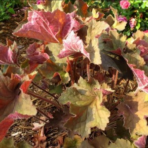 Саженец Гейхеры Биг Топ Бронз