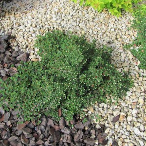 Саженец кизильника лежачего Куин оф Карпет (Queen of Carpet)