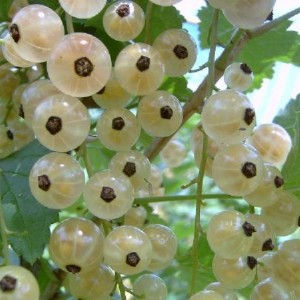 Саженец смородины Беляна (Beliana)