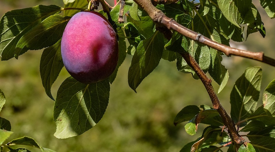 Алыча Кремень (Средняя/Красная)