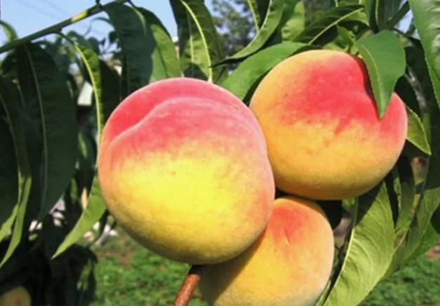 Персик Хадуссамат жёлтый
