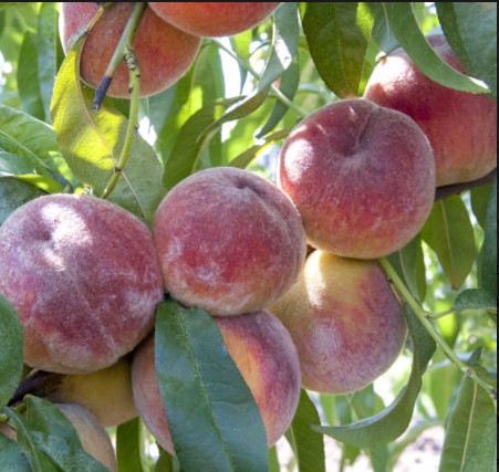 Персик Память Симиренко