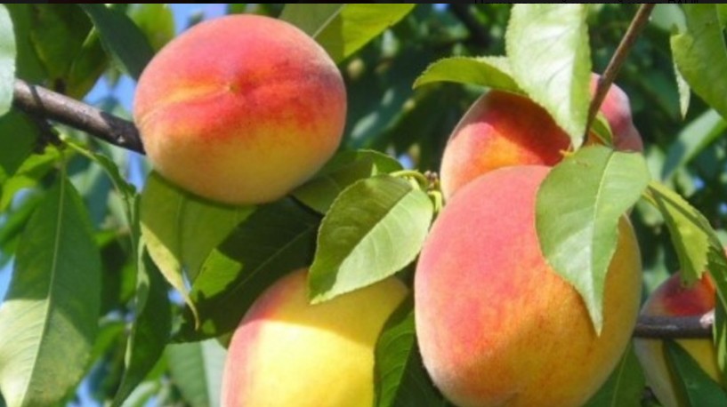 Персик Советский