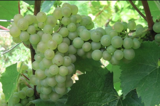 Виноград Алиготе