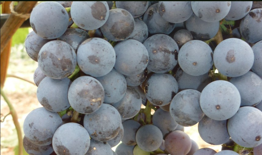 Виноград Джеват Кара