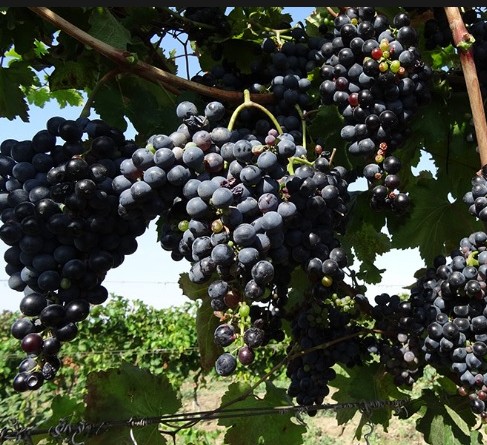 Виноград Гранатовый