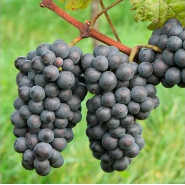 Виноград Зеленолугский рубин