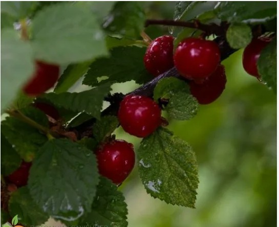 Вишня войлочная Любимица