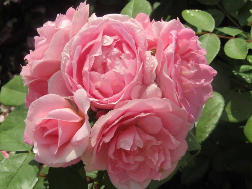 Саженец канадской розы Прейри Джой / Прайри Джой (Prairie Joy)