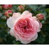 Саженец розы флорибунды Мария Терезия (Mariatheresia)