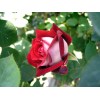 Саженец чайно-гибридной розы Осирия (Osiria)
