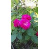 Саженец розы флорибунды Жанна Дарк (Jeanne dArc)