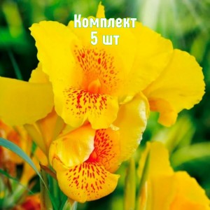 Комплект 5шт / Канны Йеллоу Хамберт