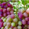 Комплект 5шт / Виноград Карамол