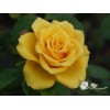 Саженец чайно-гибридной розы Йеллоу Сан (Yellow Sun)