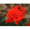Саженец розы флорибунды Корас (Chorus)