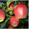 Саженец яблони Лигол (Ligol)