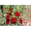 Саженец почвопокровной розы Рэд Каскад (Red Cascade)