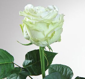 Саженец чайно-гибридной розы Маруся (Maroussia)