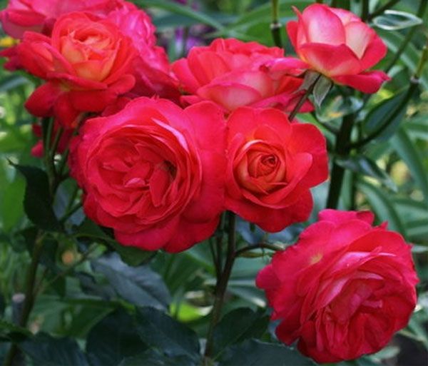 Саженец розы флорибунды Мидсаммер (Midsummer)