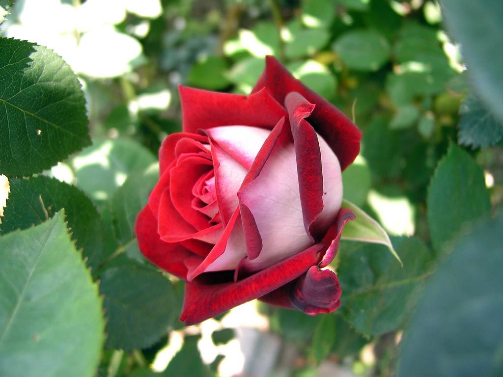 Саженец чайно-гибридной розы Осирия (Osiria)